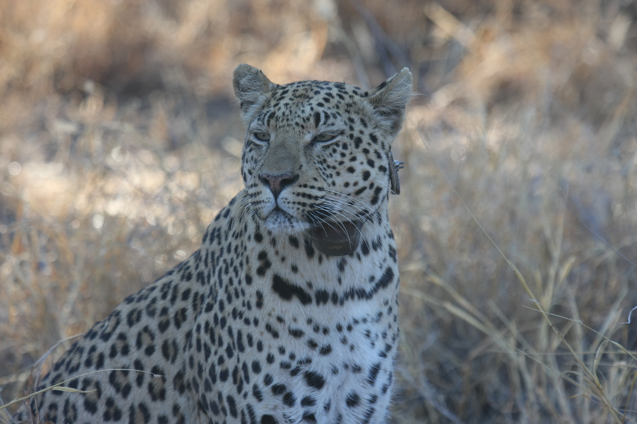 [2768] 2016_06_22_11_02_39_Africa_Canon_EOS_40D_IMG__08058.jpg