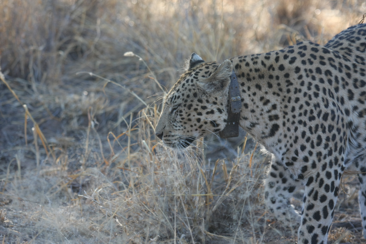 [2774] 2016_06_22_11_02_43_Africa_Canon_EOS_40D_IMG__08060.jpg