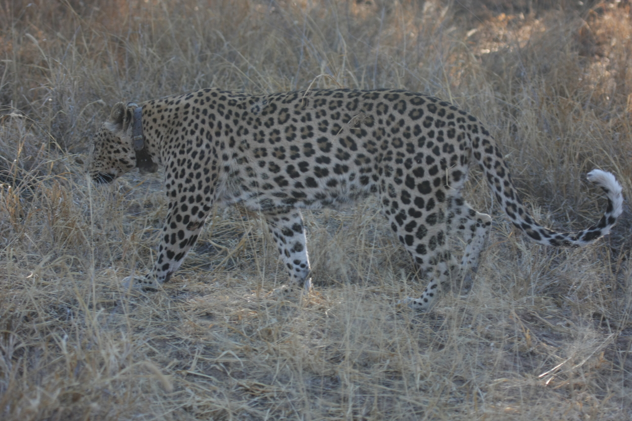 [2787] 2016_06_22_11_02_48_Africa_Canon_EOS_40D_IMG__00599.jpg