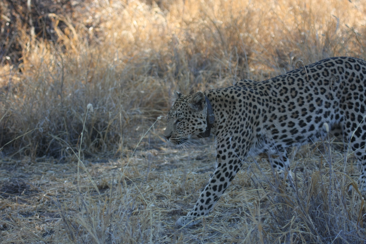 [2799] 2016_06_22_11_02_54_Africa_Canon_EOS_40D_IMG__00621.jpg