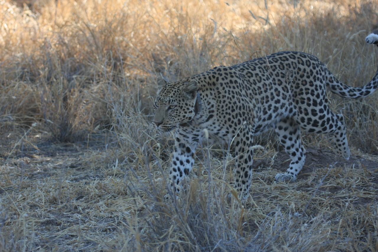 [2800] 2016_06_22_11_02_54_Africa_Canon_EOS_40D_IMG__08066.jpg