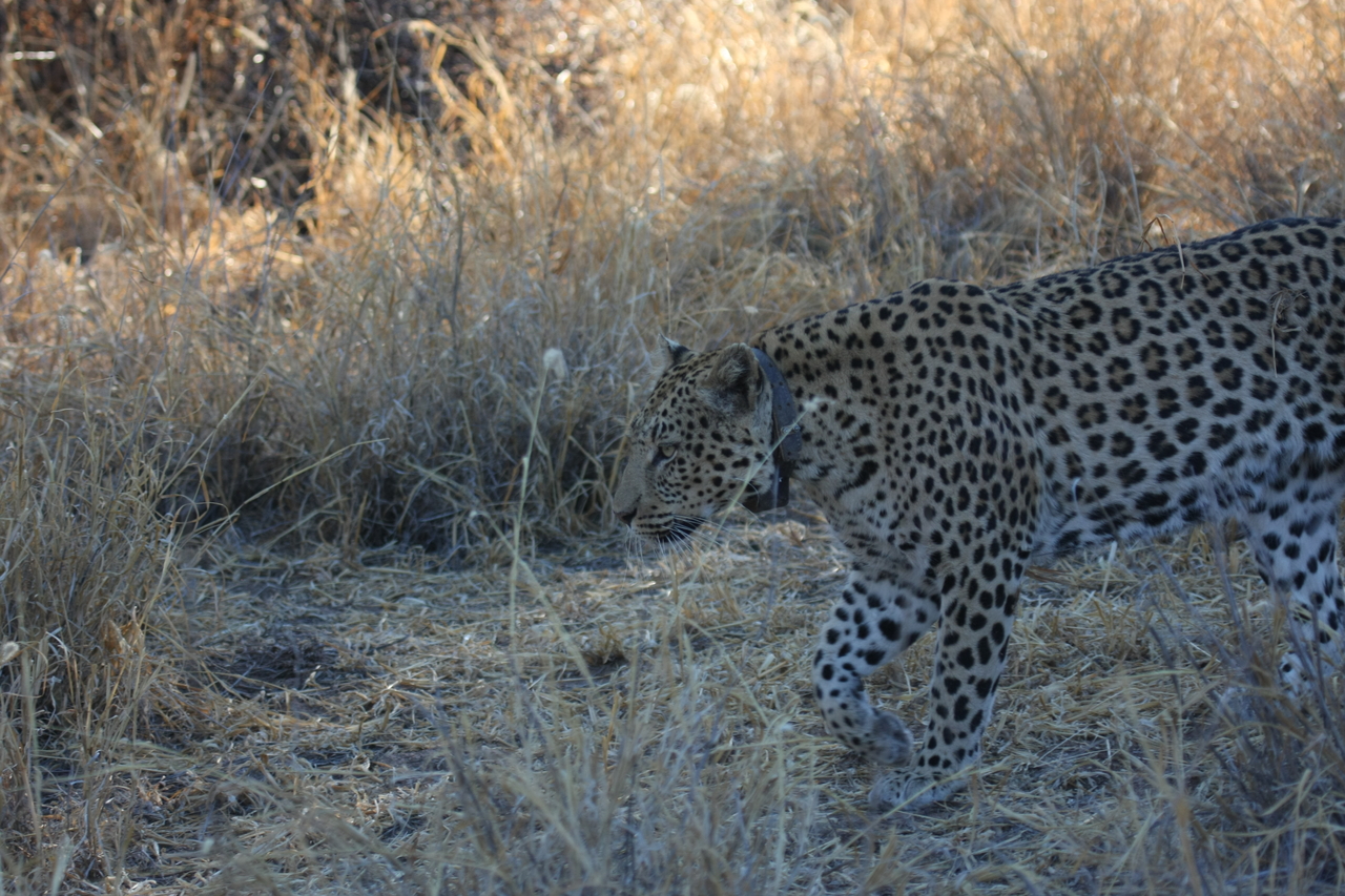 [2803] 2016_06_22_11_02_55_Africa_Canon_EOS_40D_IMG__00603.jpg