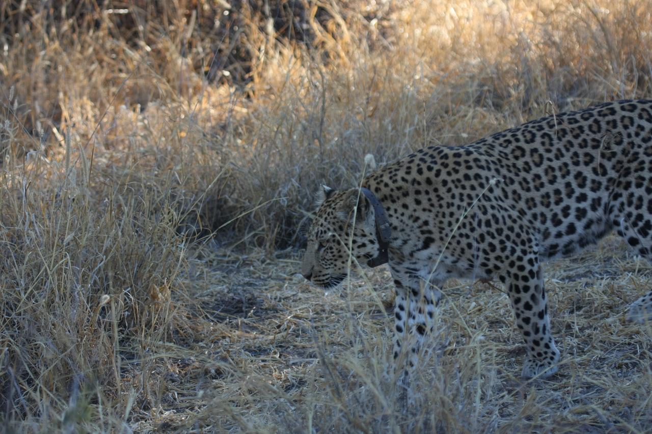 [2804] 2016_06_22_11_02_55_Africa_Canon_EOS_40D_IMG__00604.jpg