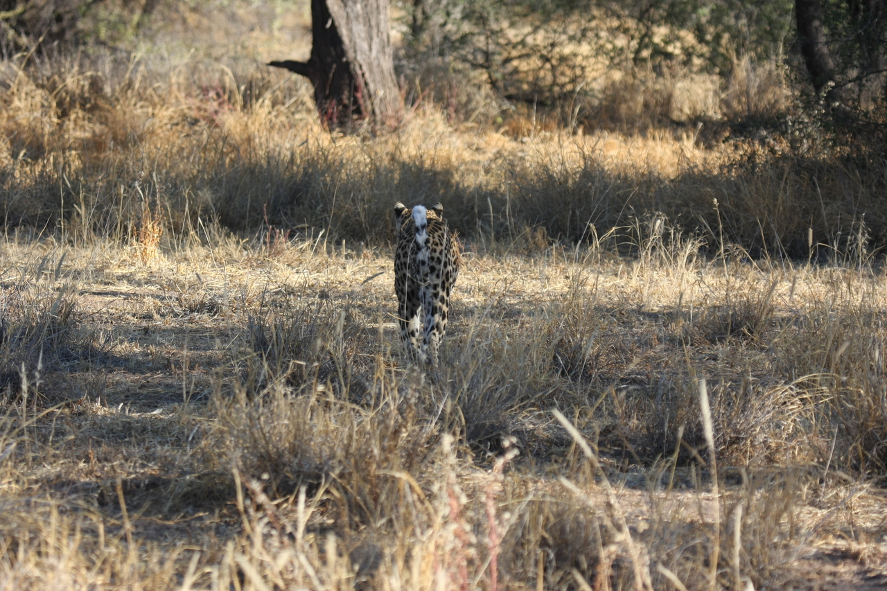 [2811] 2016_06_22_11_03_29_Africa_Canon_EOS_40D_IMG__08071.jpg