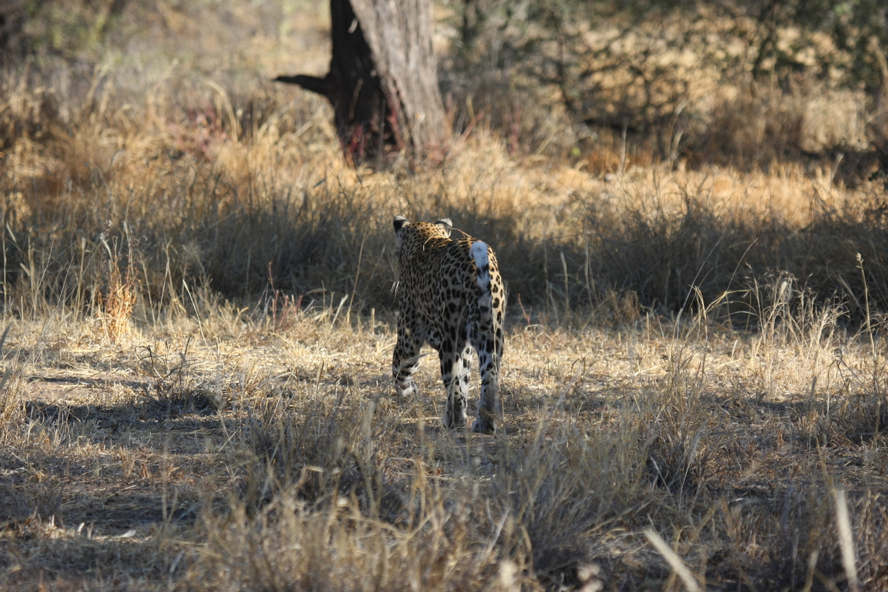 [2815] 2016_06_22_11_03_33_Africa_Canon_EOS_40D_IMG__00625.jpg