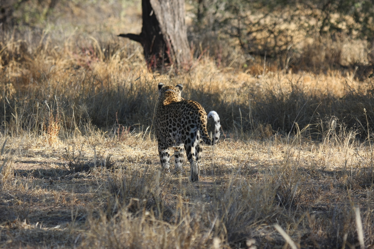 [2822] 2016_06_22_11_03_34_Africa_Canon_EOS_40D_IMG__00628.jpg
