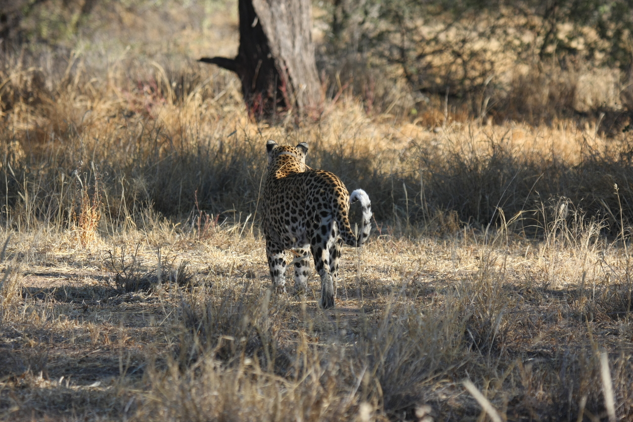 [2824] 2016_06_22_11_03_35_Africa_Canon_EOS_40D_IMG__00610.jpg