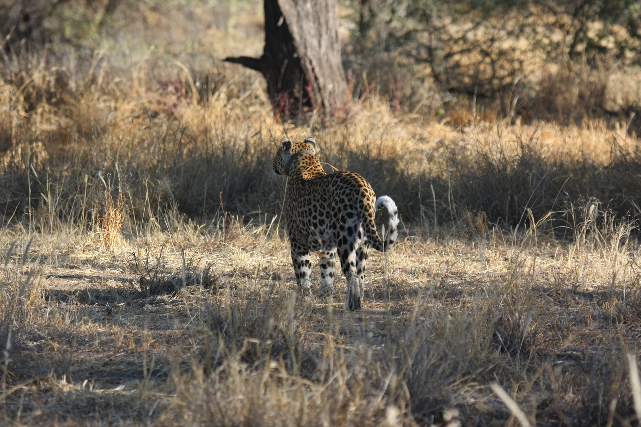 [2830] 2016_06_22_11_03_38_Africa_Canon_EOS_40D_IMG__00631.jpg