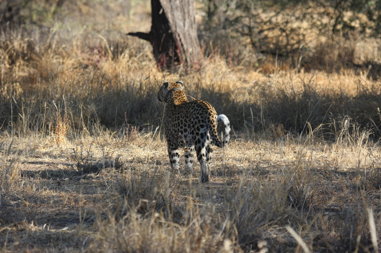 [2831] 2016_06_22_11_03_38_Africa_Canon_EOS_40D_IMG__08077.jpg