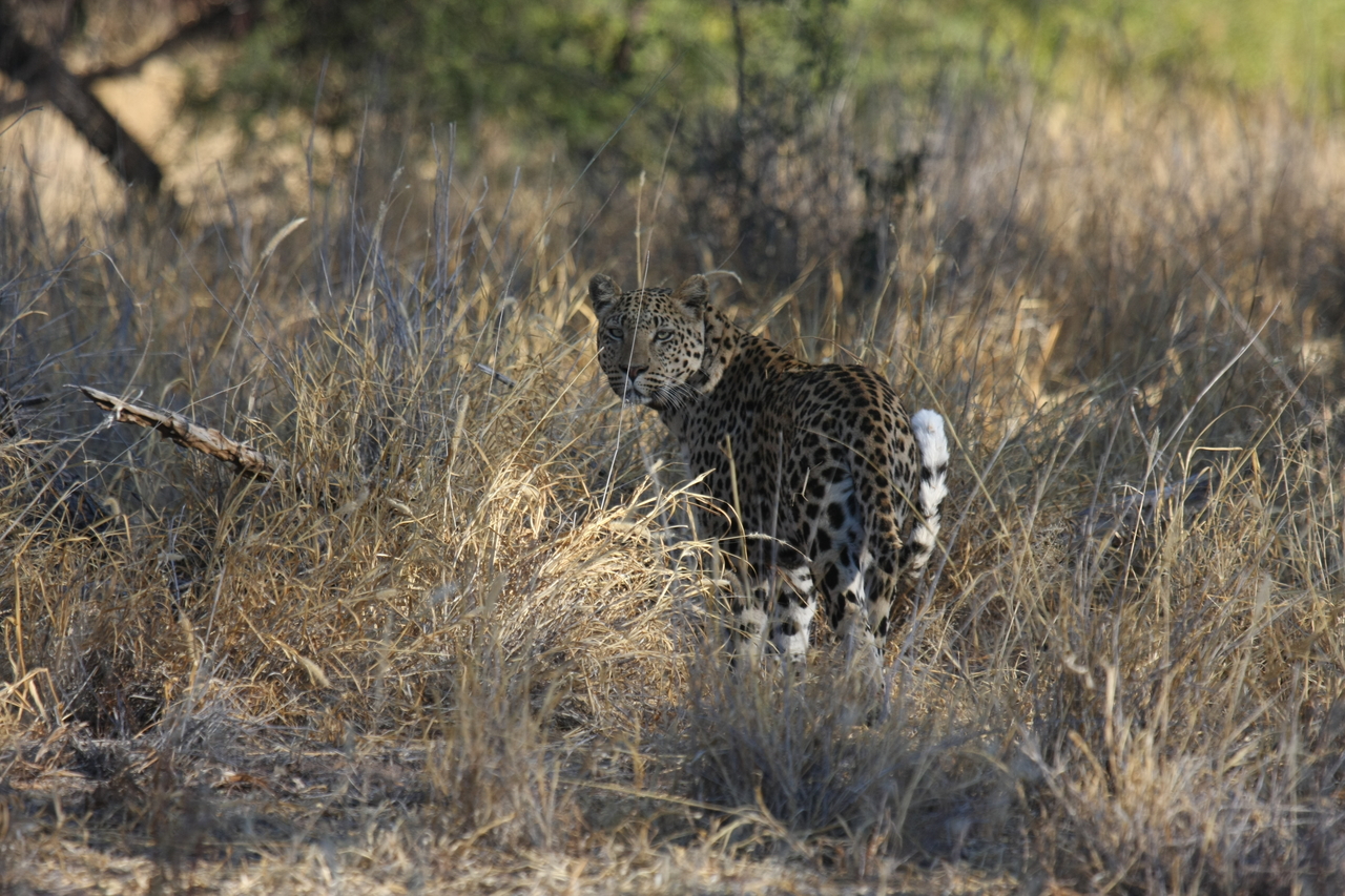 [2845] 2016_06_22_11_04_02_Africa_Canon_EOS_40D_IMG__00617.jpg
