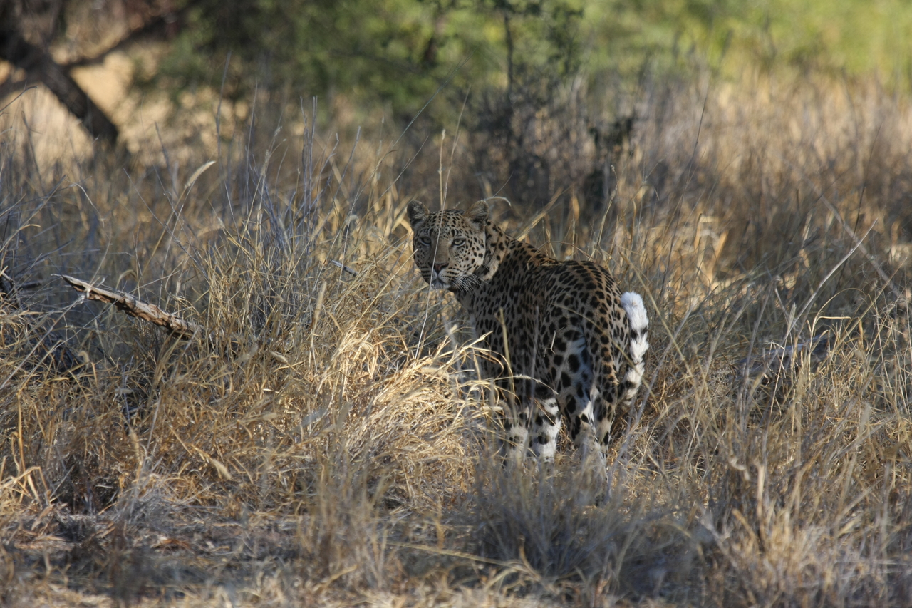 [2849] 2016_06_22_11_04_03_Africa_Canon_EOS_40D_IMG__00637.jpg
