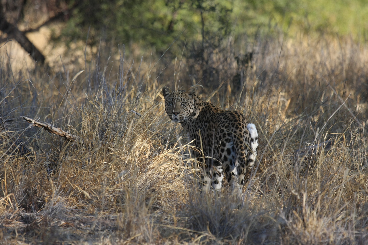 [2851] 2016_06_22_11_04_04_Africa_Canon_EOS_40D_IMG__00619.jpg