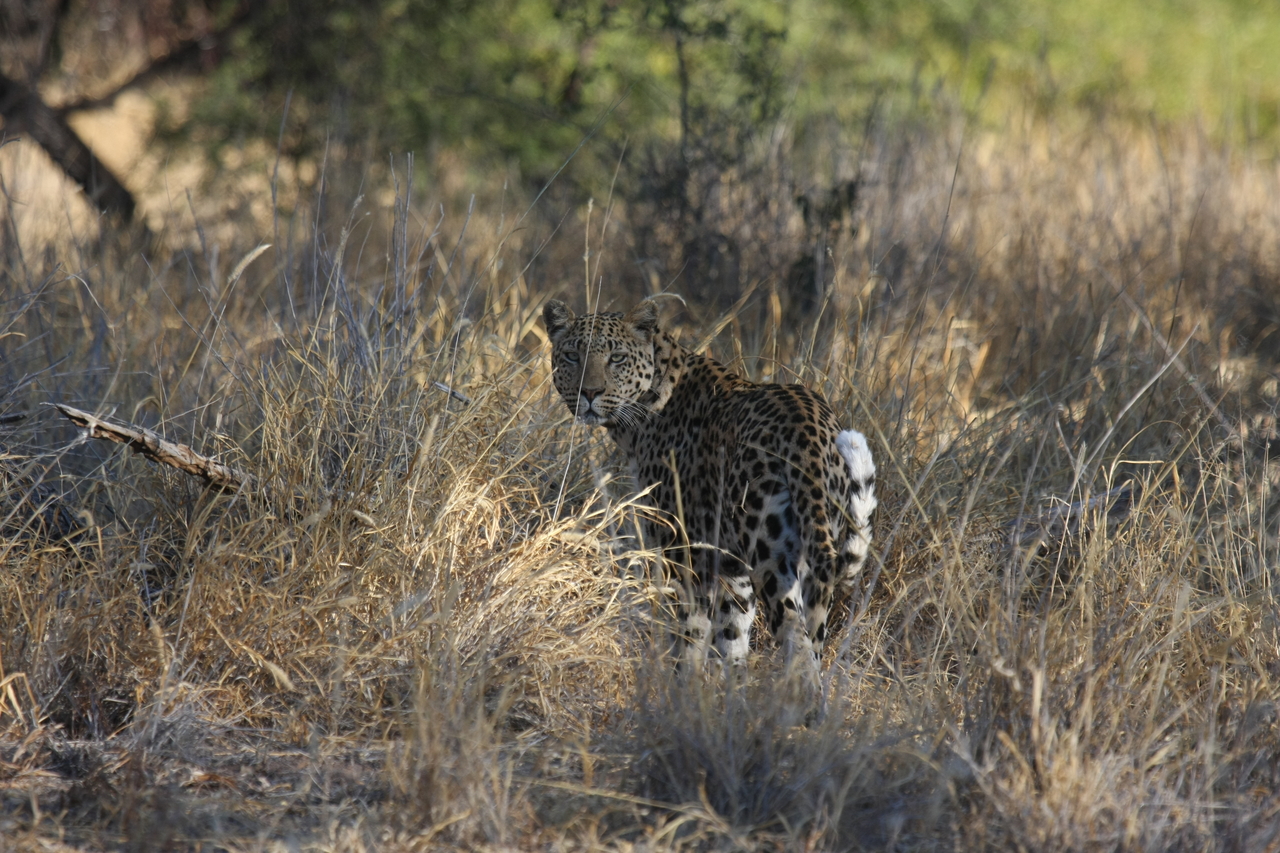 [2852] 2016_06_22_11_04_04_Africa_Canon_EOS_40D_IMG__00620.jpg