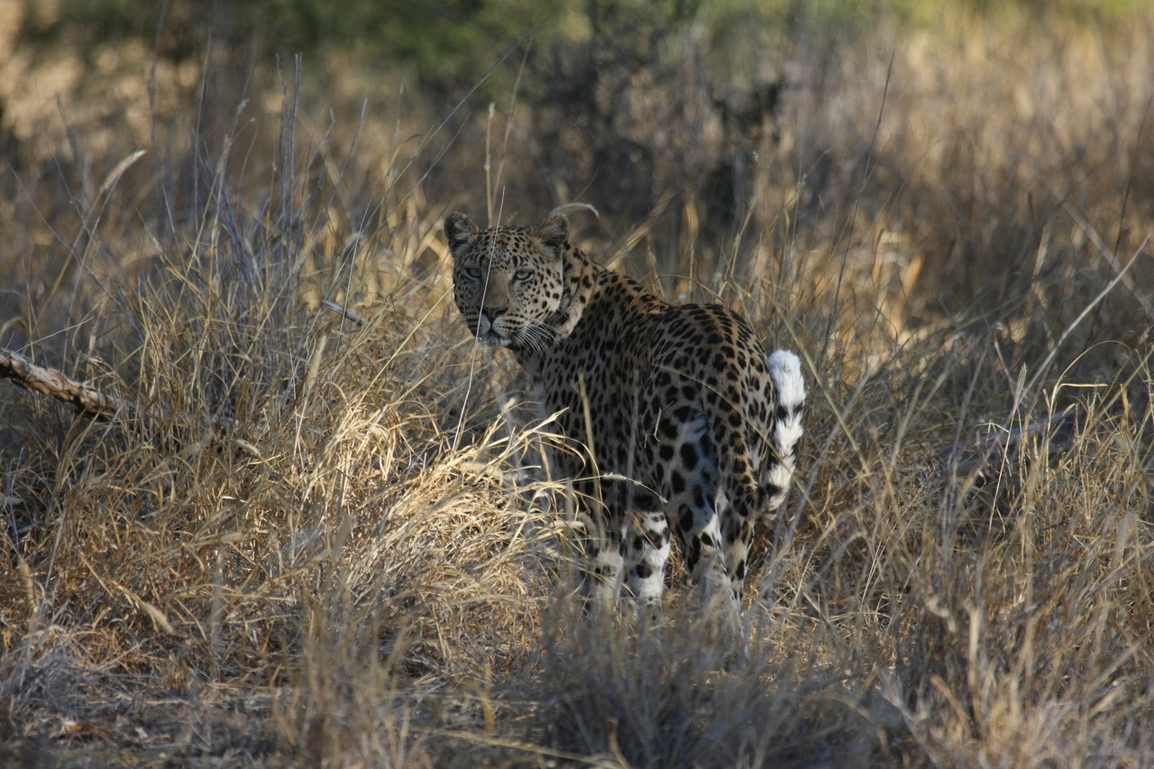 [2864] 2016_06_22_11_04_10_Africa_Canon_EOS_40D_IMG__00642.jpg