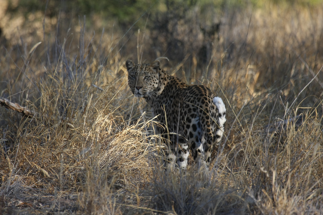 [2868] 2016_06_22_11_04_10_Africa_Canon_EOS_40D_IMG__08090.jpg