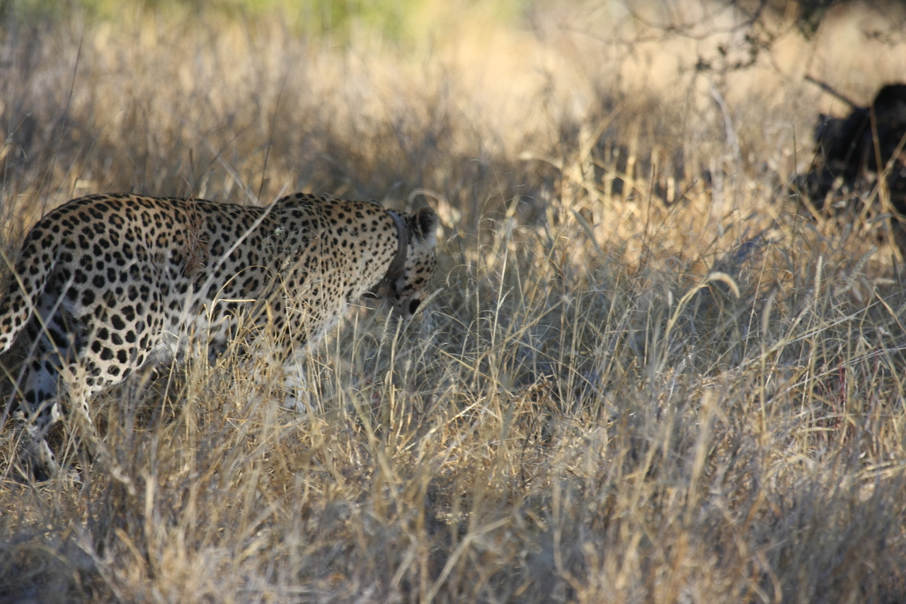 [2879] 2016_06_22_11_04_15_Africa_Canon_EOS_40D_IMG__08093.jpg