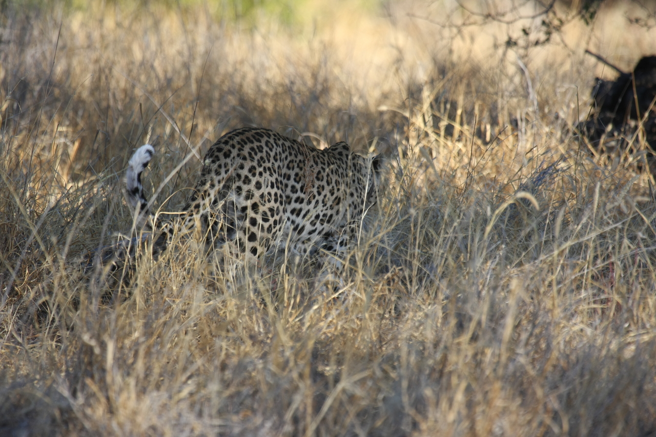 [2882] 2016_06_22_11_04_16_Africa_Canon_EOS_40D_IMG__00648.jpg