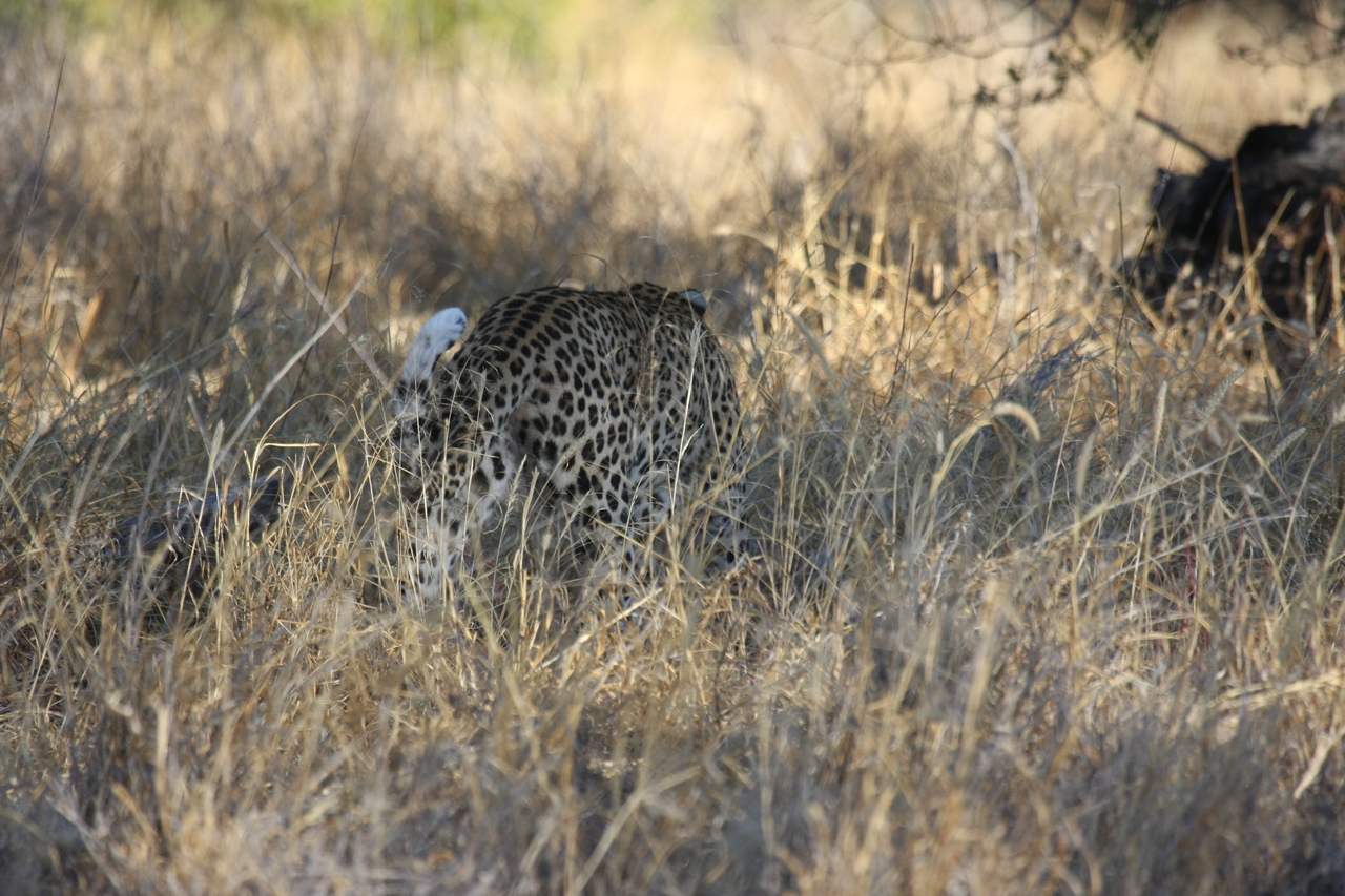 [2886] 2016_06_22_11_04_17_Africa_Canon_EOS_40D_IMG__08096.jpg