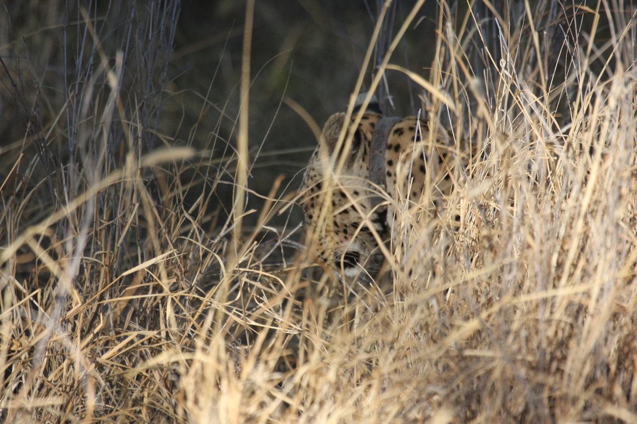 [2944] 2016_06_22_11_07_31_Africa_Canon_EOS_40D_IMG__00650.jpg