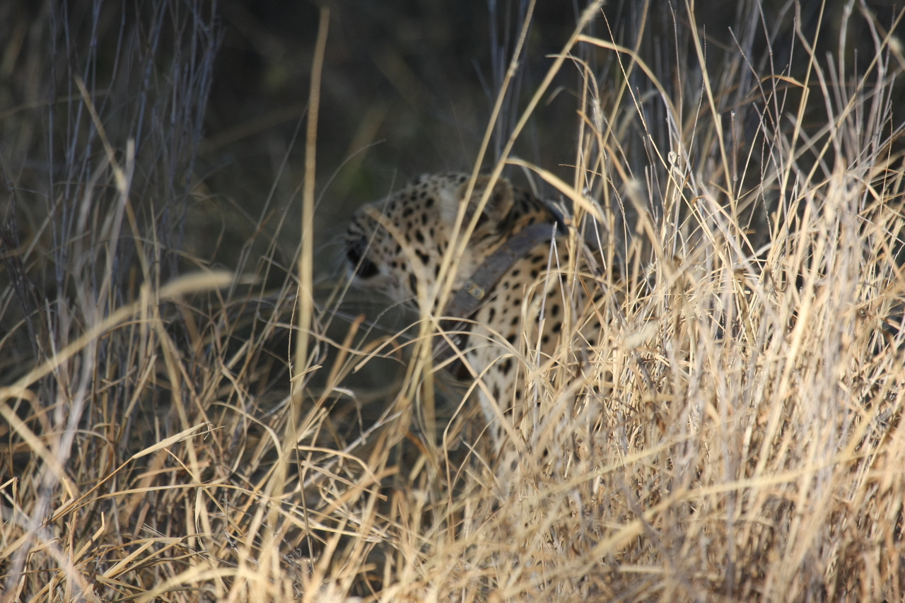 [2953] 2016_06_22_11_07_40_Africa_Canon_EOS_40D_IMG__00672.jpg