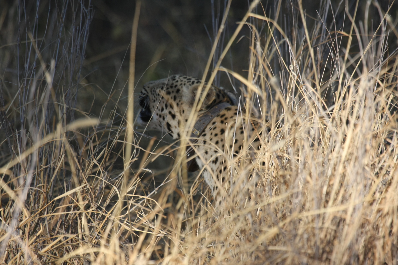 [2954] 2016_06_22_11_07_40_Africa_Canon_EOS_40D_IMG__08118.jpg