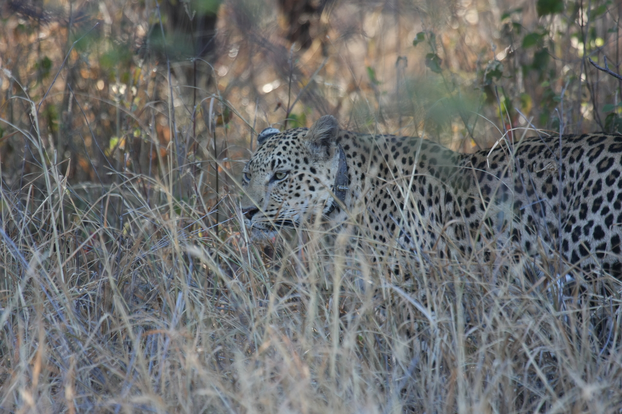 [2972] 2016_06_22_11_10_50_Africa_Canon_EOS_40D_IMG__00676.jpg