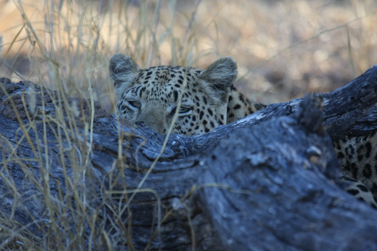 [2990] 2016_06_22_11_18_04_Africa_Canon_EOS_40D_IMG__00662.jpg