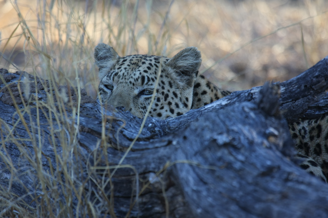 [2995] 2016_06_22_11_18_04_Africa_Canon_EOS_40D_IMG__08127.jpg