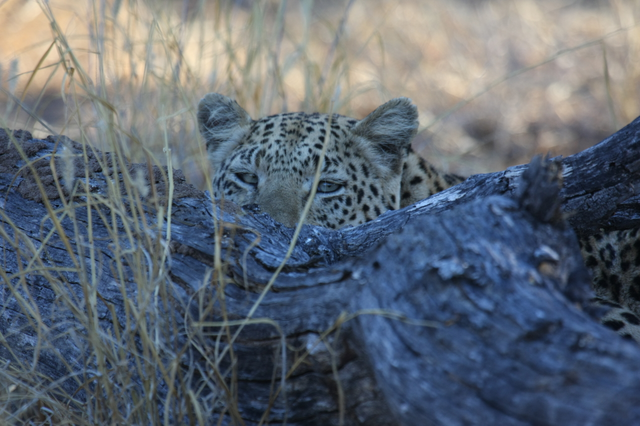 [2997] 2016_06_22_11_18_04_Africa_Canon_EOS_40D_IMG__08129.jpg