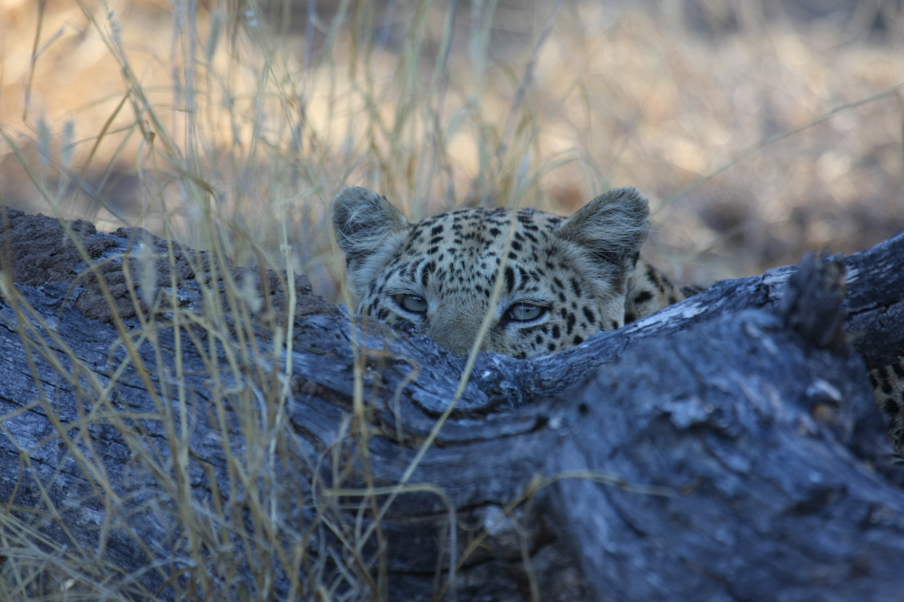 [3009] 2016_06_22_11_18_24_Africa_Canon_EOS_40D_IMG__08133.jpg