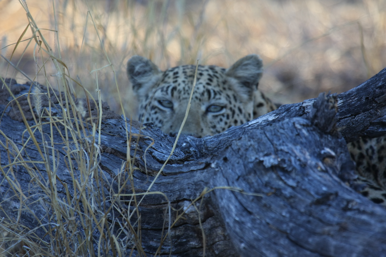 [3016] 2016_06_22_11_18_33_Africa_Canon_EOS_40D_IMG__00670.jpg