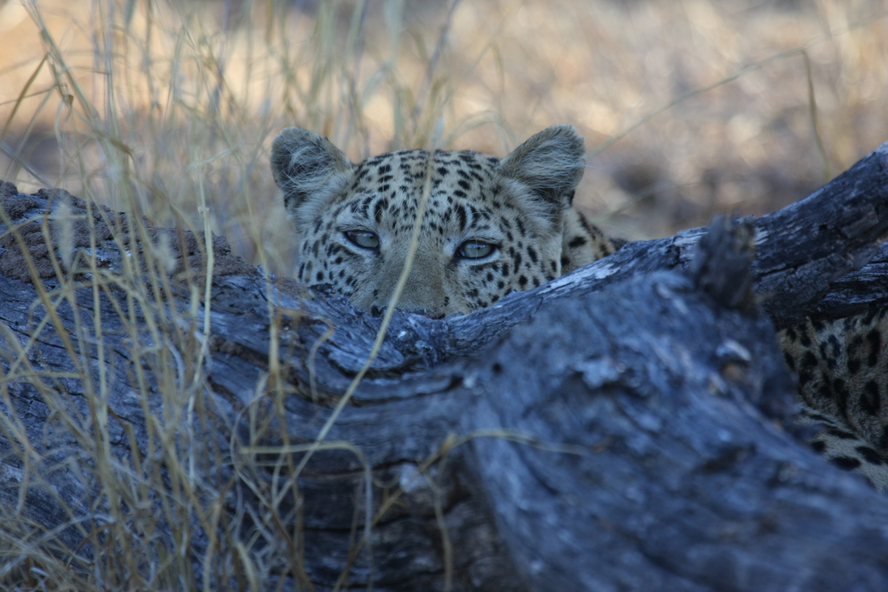 [3017] 2016_06_22_11_18_33_Africa_Canon_EOS_40D_IMG__00687.jpg