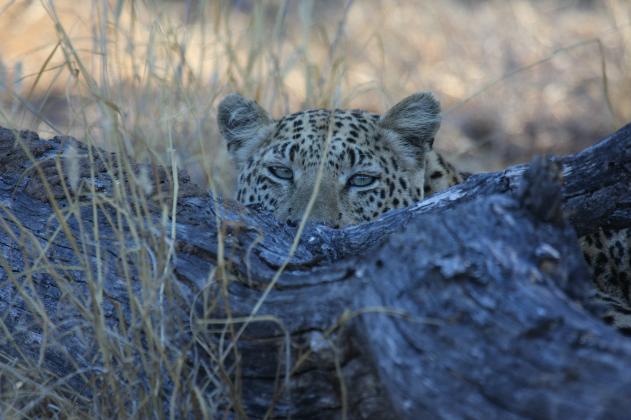 [3025] 2016_06_22_11_18_34_Africa_Canon_EOS_40D_IMG__08137.jpg