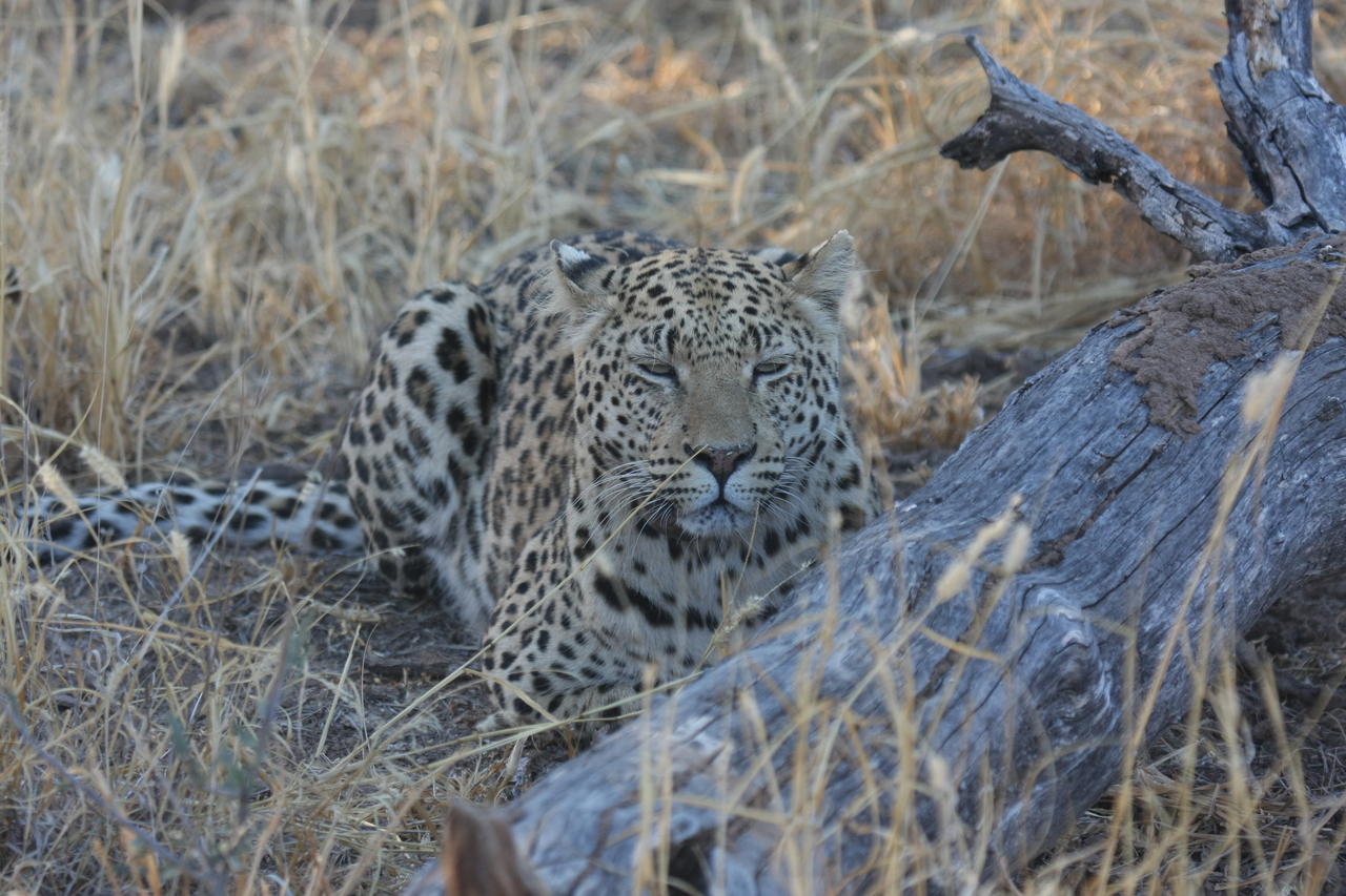 [3051] 2016_06_22_11_22_23_Africa_Canon_EOS_40D_IMG__08145.jpg