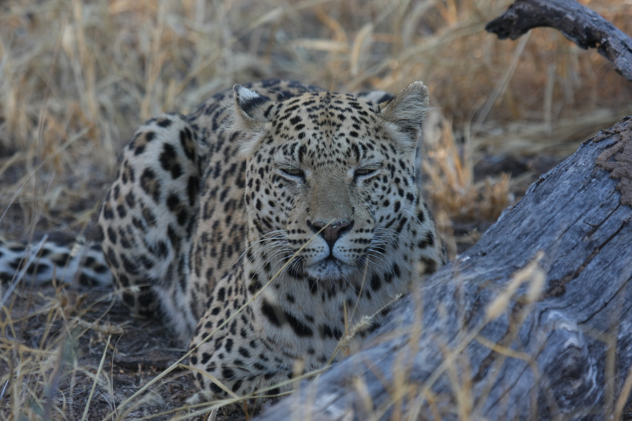 [3053] 2016_06_22_11_22_26_Africa_Canon_EOS_40D_IMG__00681.jpg