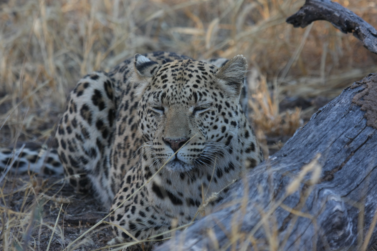 [3059] 2016_06_22_11_22_27_Africa_Canon_EOS_40D_IMG__00683.jpg