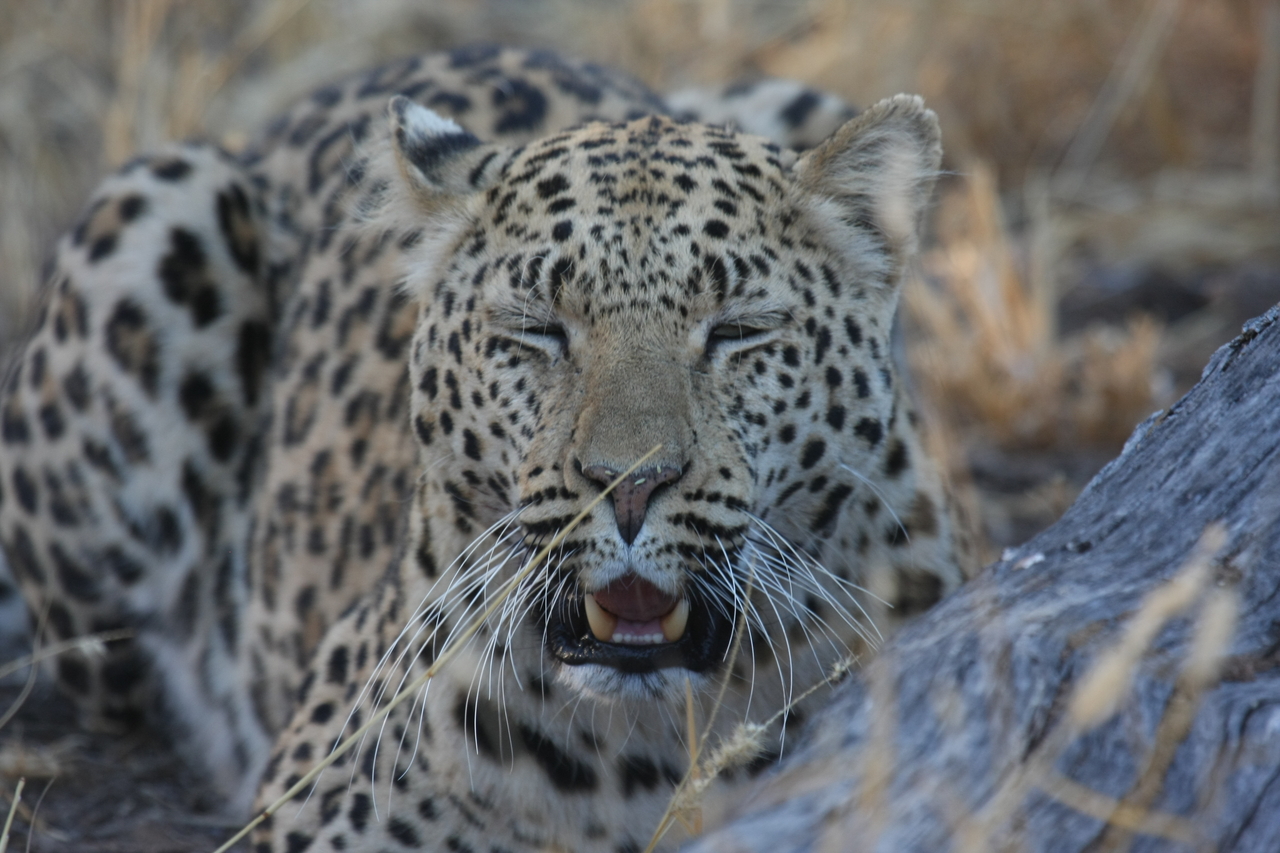 [3062] 2016_06_22_11_22_33_Africa_Canon_EOS_40D_IMG__00684.jpg