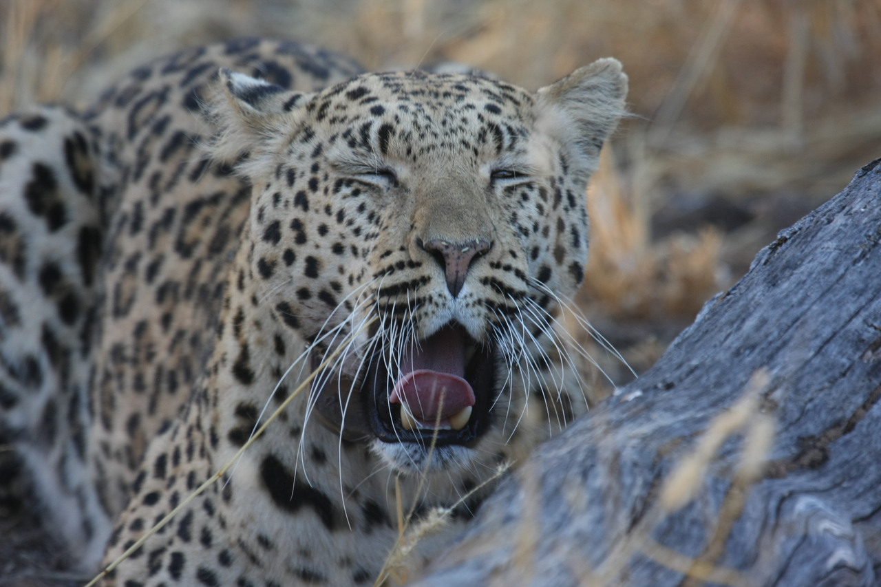 [3067] 2016_06_22_11_22_33_Africa_Canon_EOS_40D_IMG__00705.jpg