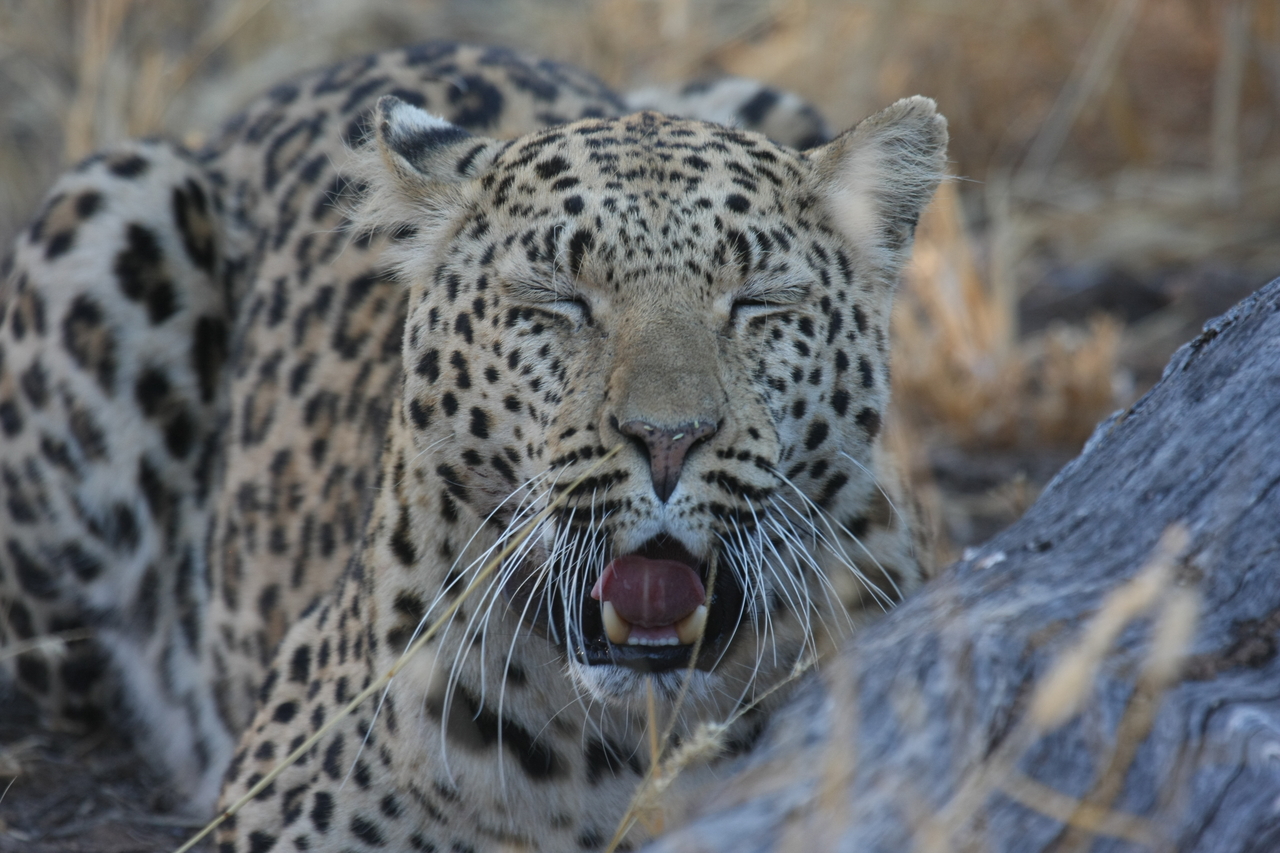 [3069] 2016_06_22_11_22_33_Africa_Canon_EOS_40D_IMG__08151.jpg