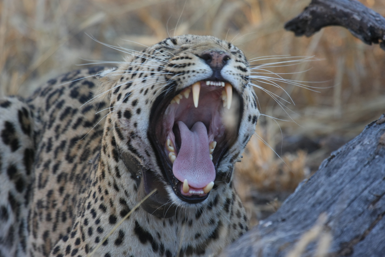 [3073] 2016_06_22_11_22_34_Africa_Canon_EOS_40D_IMG__00689.jpg