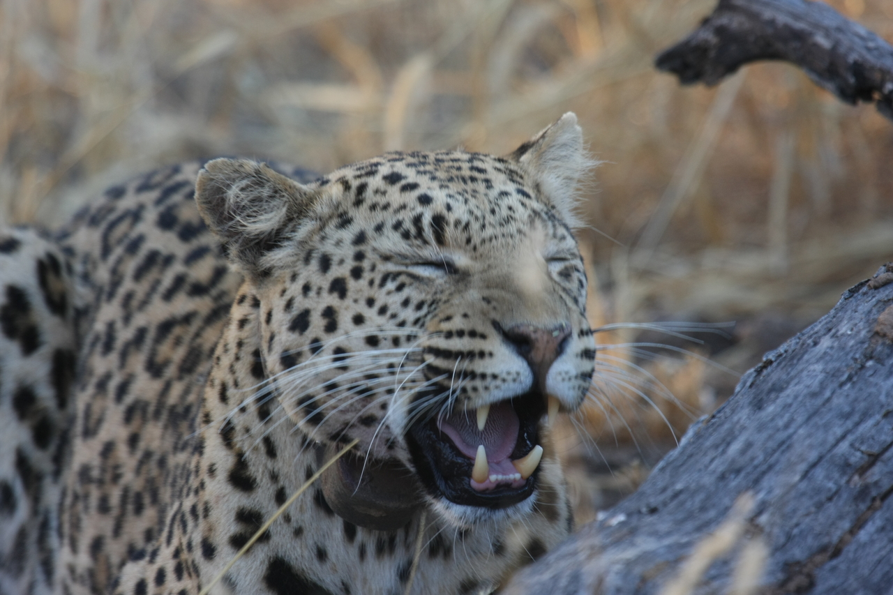 [3081] 2016_06_22_11_22_35_Africa_Canon_EOS_40D_IMG__00709.jpg