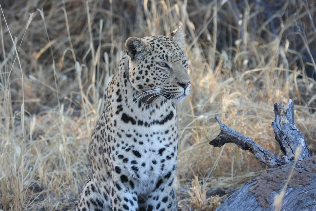 [3091] 2016_06_22_11_22_41_Africa_Canon_EOS_40D_IMG__08159.jpg