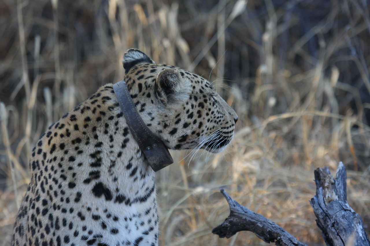 [3119] 2016_06_22_11_22_52_Africa_Canon_EOS_40D_IMG__08167.jpg