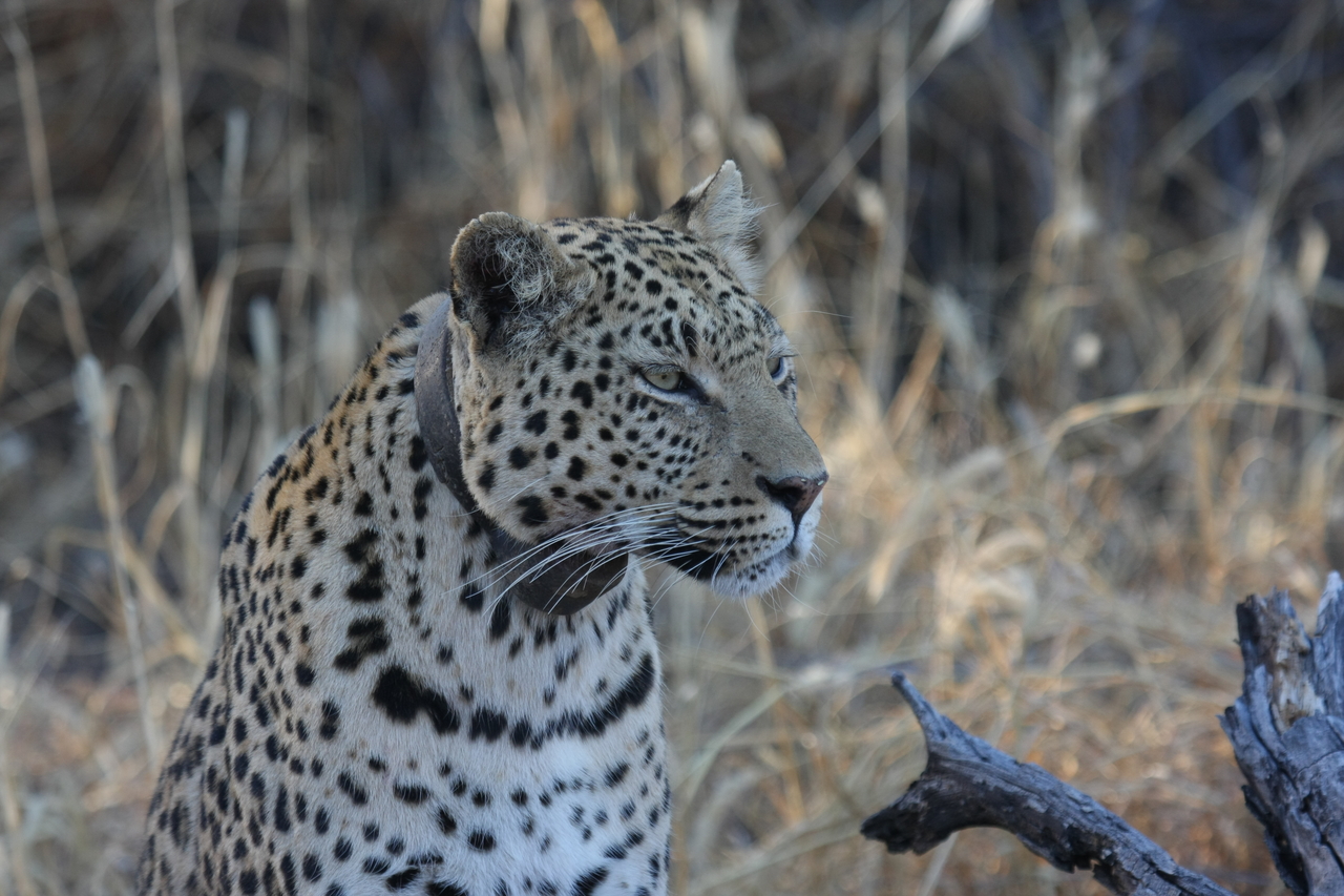 [3130] 2016_06_22_11_22_58_Africa_Canon_EOS_40D_IMG__00724.jpg