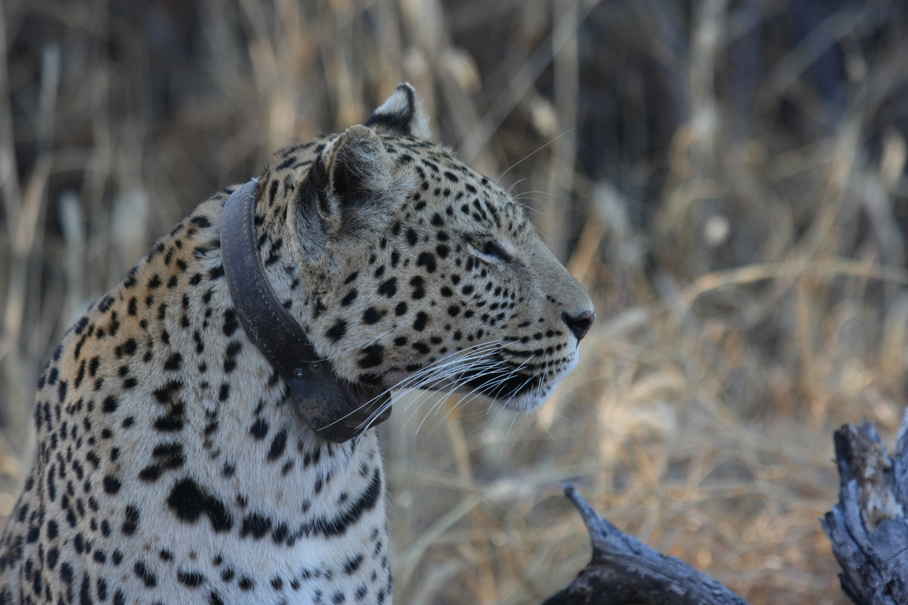 [3140] 2016_06_22_11_23_01_Africa_Canon_EOS_40D_IMG__08174.jpg