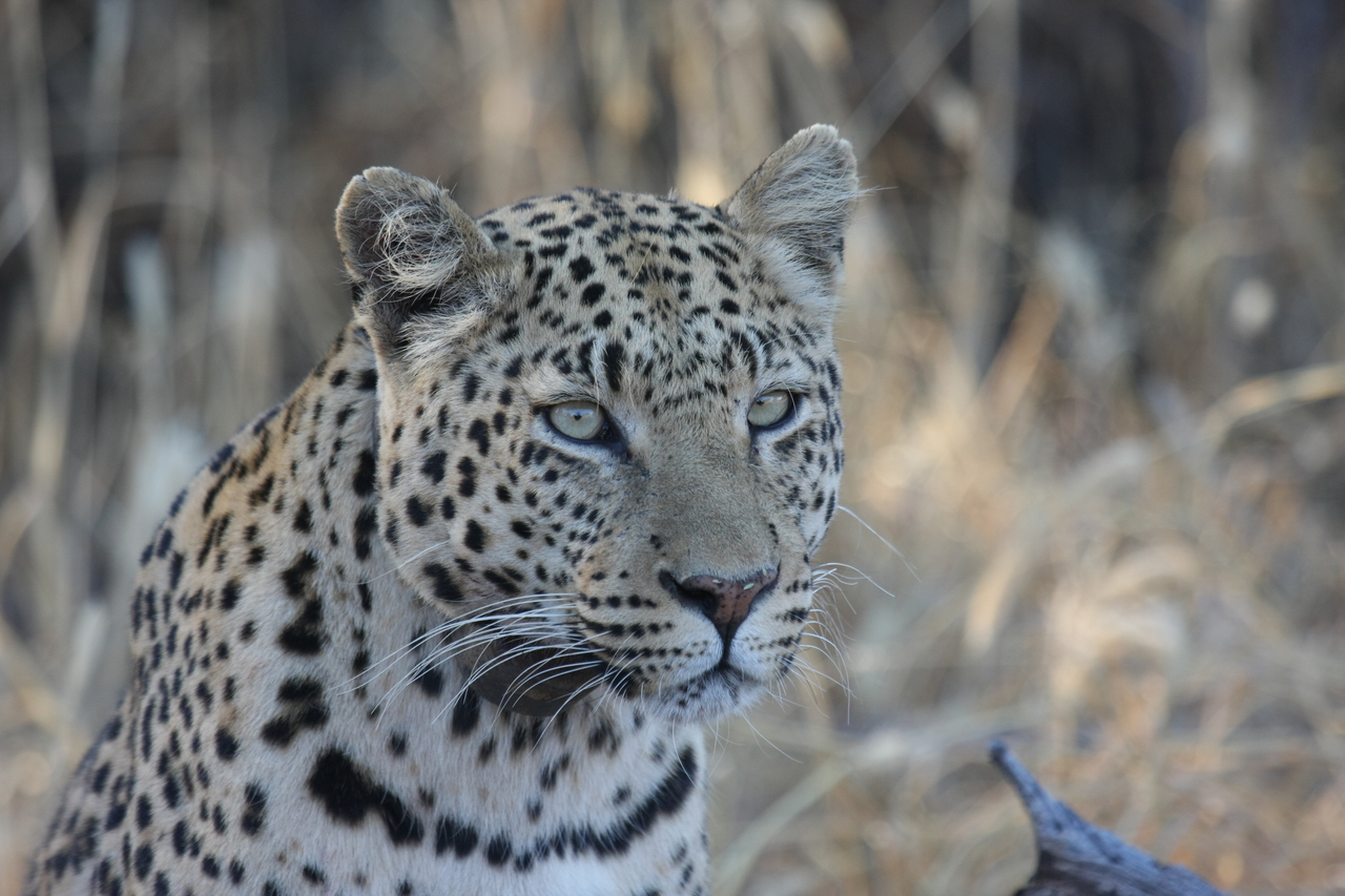 [3145] 2016_06_22_11_23_08_Africa_Canon_EOS_40D_IMG__00729.jpg