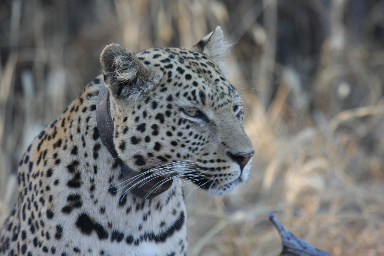 [3147] 2016_06_22_11_23_08_Africa_Canon_EOS_40D_IMG__08175.jpg