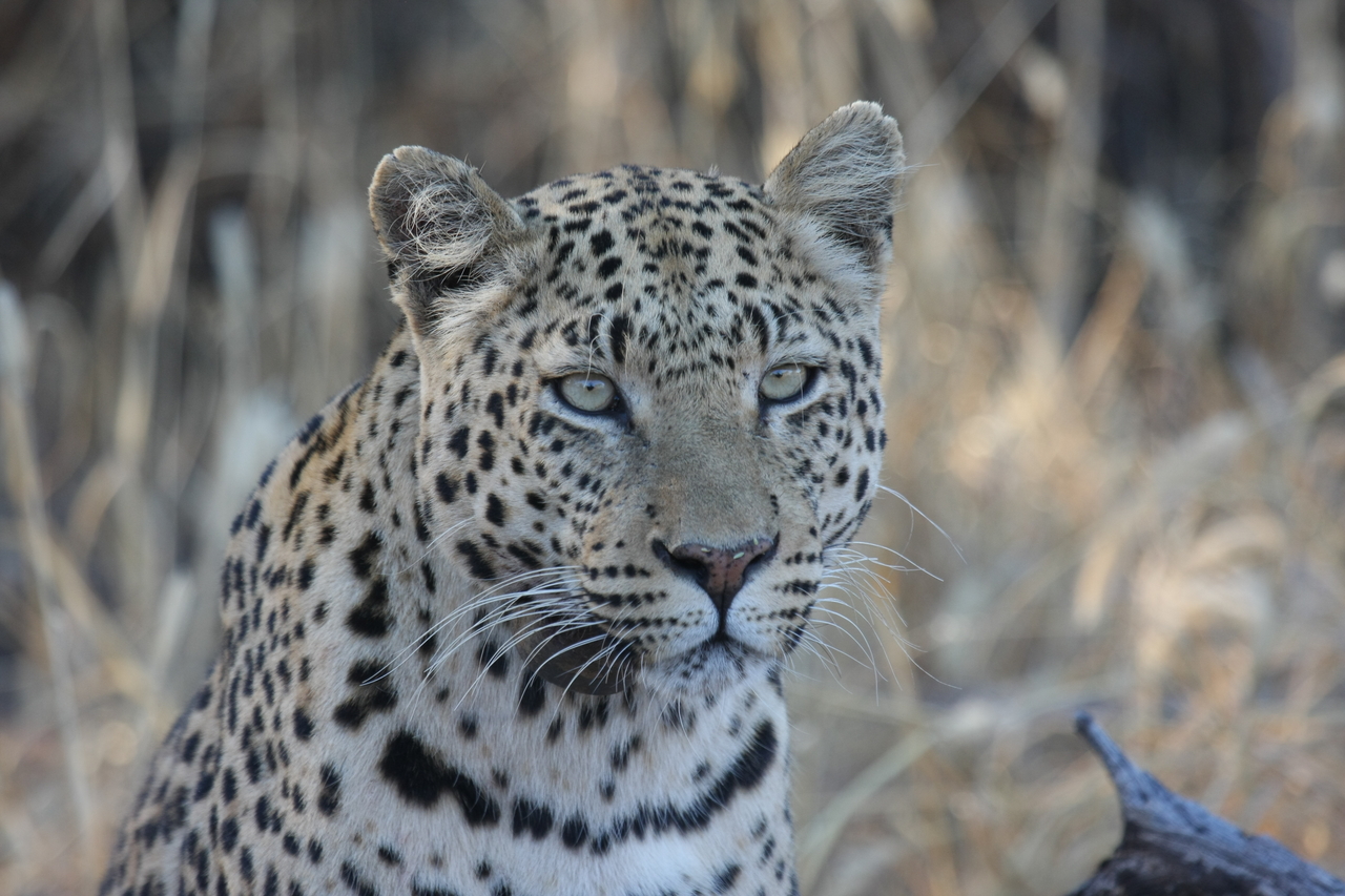 [3153] 2016_06_22_11_23_09_Africa_Canon_EOS_40D_IMG__00731.jpg