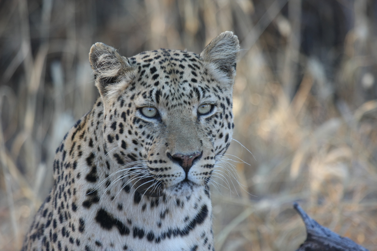 [3158] 2016_06_22_11_23_09_Africa_Canon_EOS_40D_IMG__08180.jpg