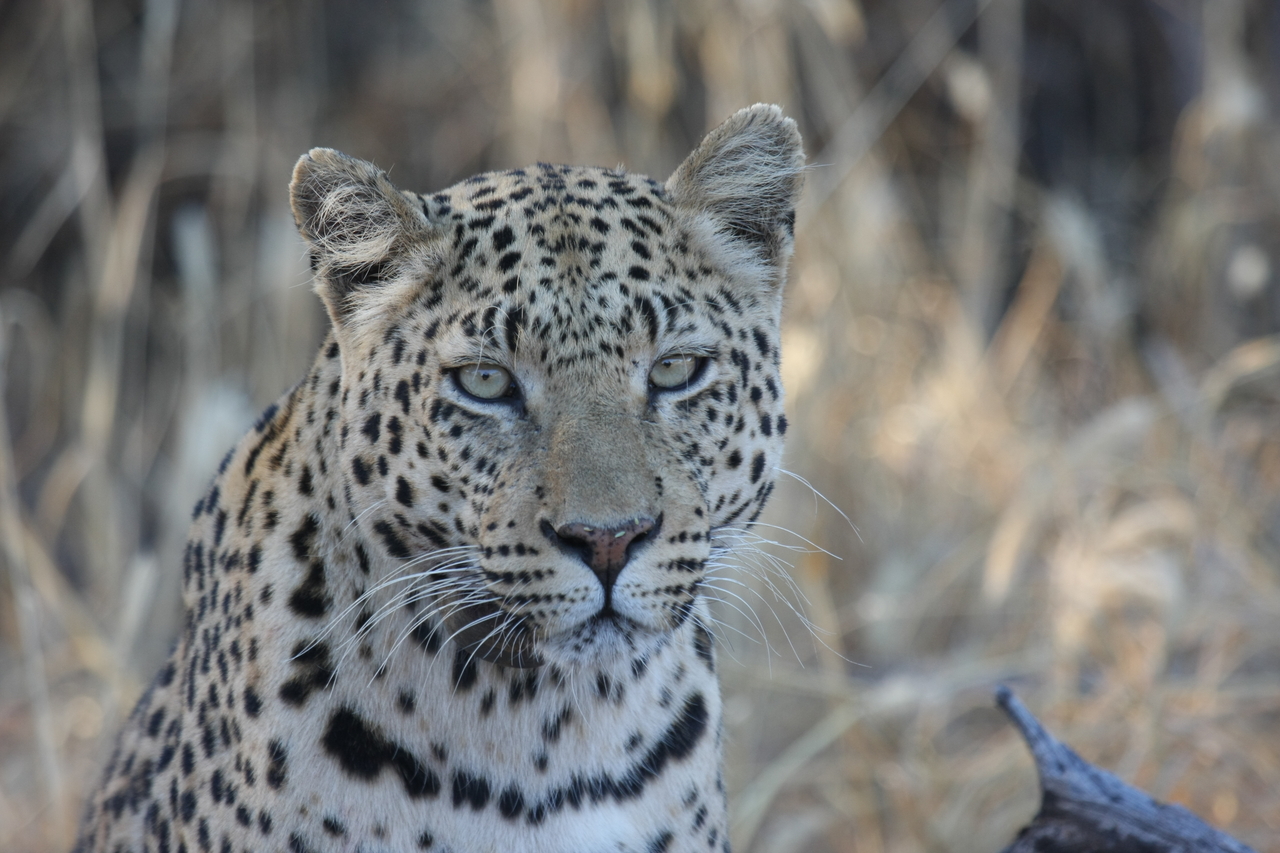 [3162] 2016_06_22_11_23_10_Africa_Canon_EOS_40D_IMG__00735.jpg